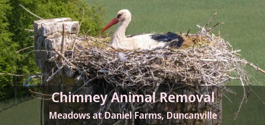 Chimney Animal Removal Meadows at Daniel Farms, Duncanville - TX