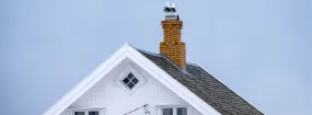 Chimney Nest Removal Big Stone Gap, Duncanville